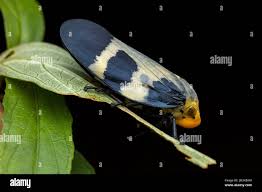 Attēlu rezultāti vaicājumam “Aphrophoridae imago”