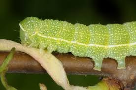 Attēlu rezultāti vaicājumam “Orthosia larvae”
