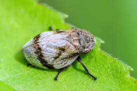 Attēlu rezultāti vaicājumam “Lepyronia coleoptrata”