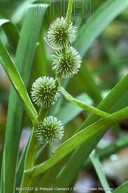 Attēlu rezultāti vaicājumam “Sparganium minimum leaf”