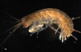 Attēlu rezultāti vaicājumam “Diderma crustaceum young”