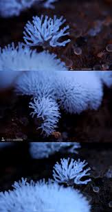 Attēlu rezultāti vaicājumam “Ceratiomyxa fruticulosa”