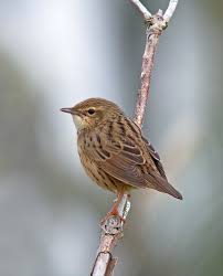 Image result for Locustella lanceolata