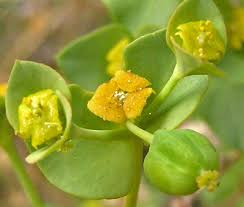 Attēlu rezultāti vaicājumam “Brachycera”