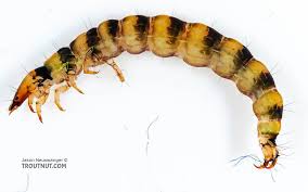 Attēlu rezultāti vaicājumam “Agrotis ripae larva”