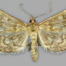 Attēlu rezultāti vaicājumam “Anania lancealis”