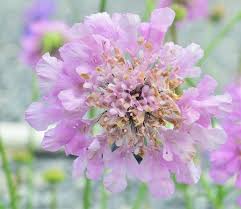 Image result for Scabiosa columbaria