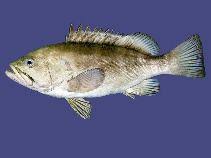 Image result for Hyporthodus quernus