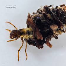 Attēlu rezultāti vaicājumam “Trichoptera”