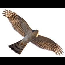 Attēlu rezultāti vaicājumam “Accipiter nisus male”