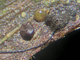 Attēlu rezultāti vaicājumam “Licea minima”