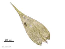 Attēlu rezultāti vaicājumam “Homomallium incurvatum”