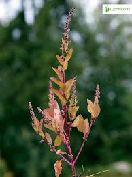 Attēlu rezultāti vaicājumam “Chenopodium polyspermum var. acutifolium flower”