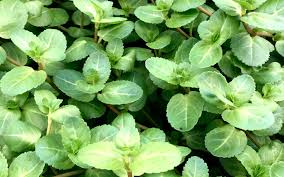 Attēlu rezultāti vaicājumam “Veronica beccabunga”