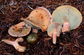 Attēlu rezultāti vaicājumam “Lactarius”