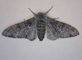 Attēlu rezultāti vaicājumam “Biston betularia”