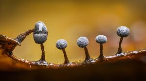 Attēlu rezultāti vaicājumam “Didymium clavus macro”