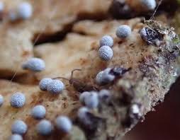 Attēlu rezultāti vaicājumam “Badhamia macrocarpa”