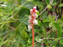 Attēlu rezultāti vaicājumam “Pyrola minor flower”