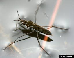 Attēlu rezultāti vaicājumam “Gerridae”