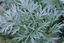 Image result for Artemisia absinthium