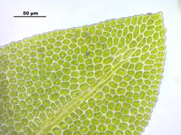 Attēlu rezultāti vaicājumam “Fissidens osmundoides”