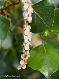 Attēlu rezultāti vaicājumam “Populus nigra”