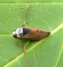 Attēlu rezultāti vaicājumam “Notonecta glauca”