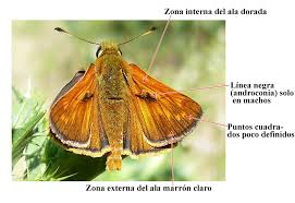 Attēlu rezultāti vaicājumam “Ochlodes sylvanus male”