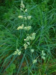 Attēlu rezultāti vaicājumam “Dactylis polygama”