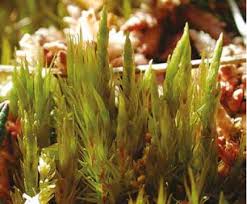 Attēlu rezultāti vaicājumam “Dicranum leioneuron”