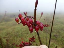 Attēlu rezultāti vaicājumam “Enkianthus chinensis”