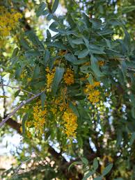 Attēlu rezultāti vaicājumam “Berberidaceae”