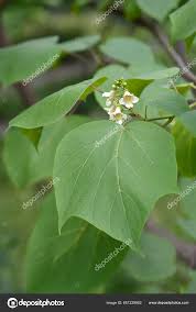 Attēlu rezultāti vaicājumam “Catalpa ovata”