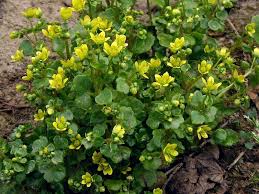 Attēlu rezultāti vaicājumam “Saxifraga cymbalaria flower”