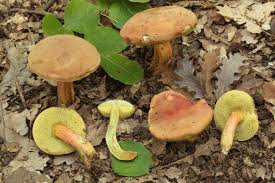 Attēlu rezultāti vaicājumam “Xerocomus rubellus”