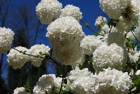 Attēlu rezultāti vaicājumam “Cinclidium stygium macro”