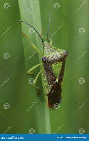 Attēlu rezultāti vaicājumam “Acanthosoma haemorrhoidale imago”