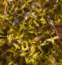 Attēlu rezultāti vaicājumam “Lemna trisulca”