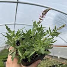 Image result for Salvia nemorosa