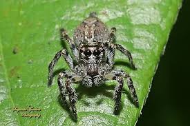 Attēlu rezultāti vaicājumam “Salticidae”