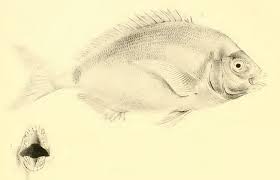 Image result for Diplodus capensis