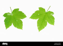 Attēlu rezultāti vaicājumam “Acer pseudoplatanus leaf”