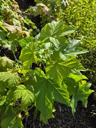 Attēlu rezultāti vaicājumam “Rubus parviflorus leaf”