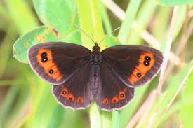 Attēlu rezultāti vaicājumam “Erebia aethiops upperside”