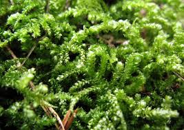 Attēlu rezultāti vaicājumam “Eurhynchium angustirete”