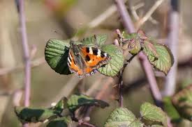 Image result for Small Tortoiseshell
