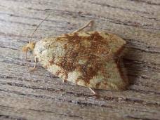 Attēlu rezultāti vaicājumam “Acleris bergmanniana”