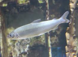 Image result for Coregonus oxyrinchus