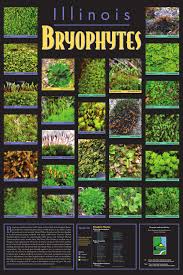 Attēlu rezultāti vaicājumam “Trichocolea tomentella sporophyte”